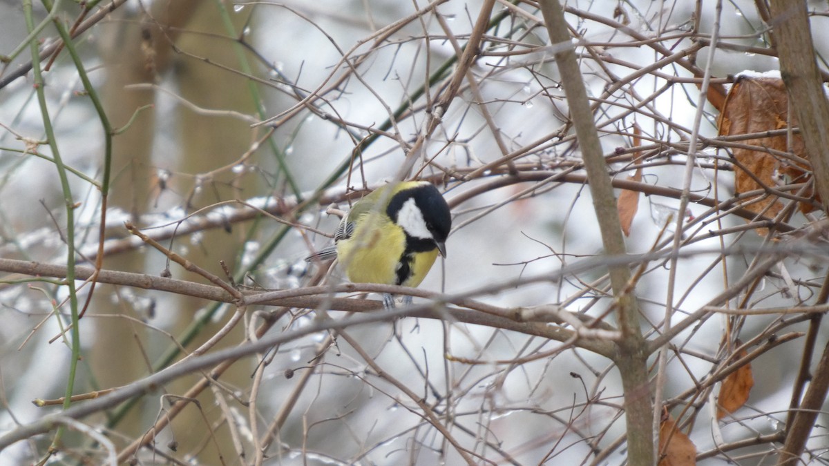 Большая синица - ML645644511