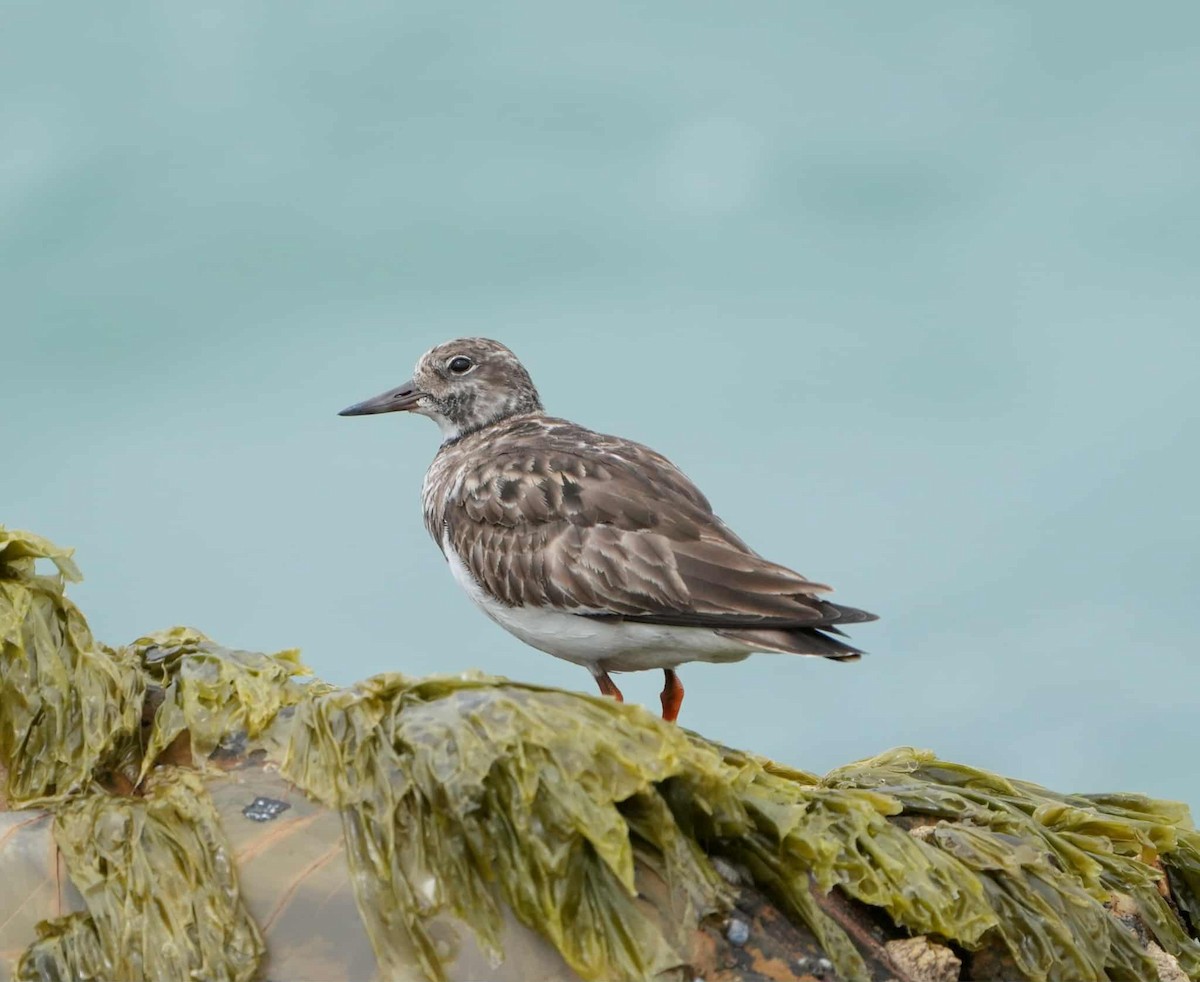 Ruddy Turnstone - ML645644518