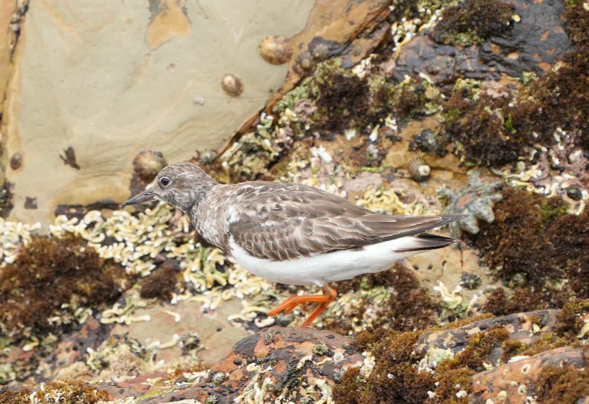 Ruddy Turnstone - ML645644519