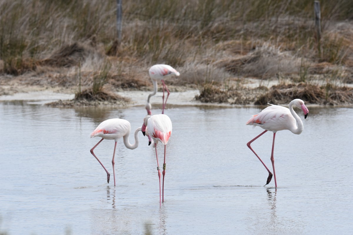 Greater Flamingo - ML645644520