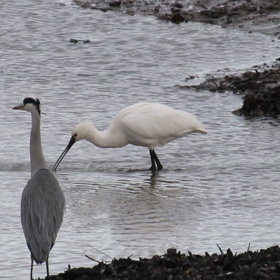Eurasian Spoonbill - ML645644521