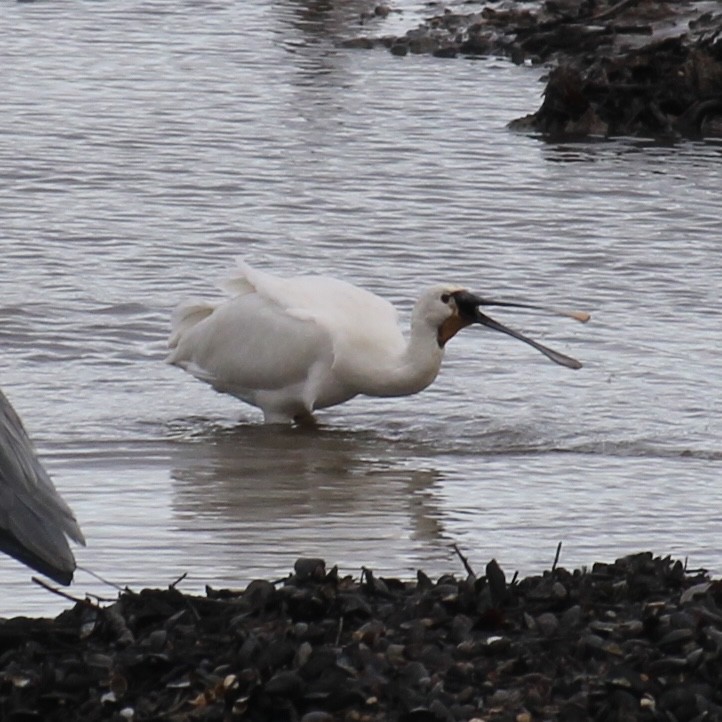 Eurasian Spoonbill - ML645644522