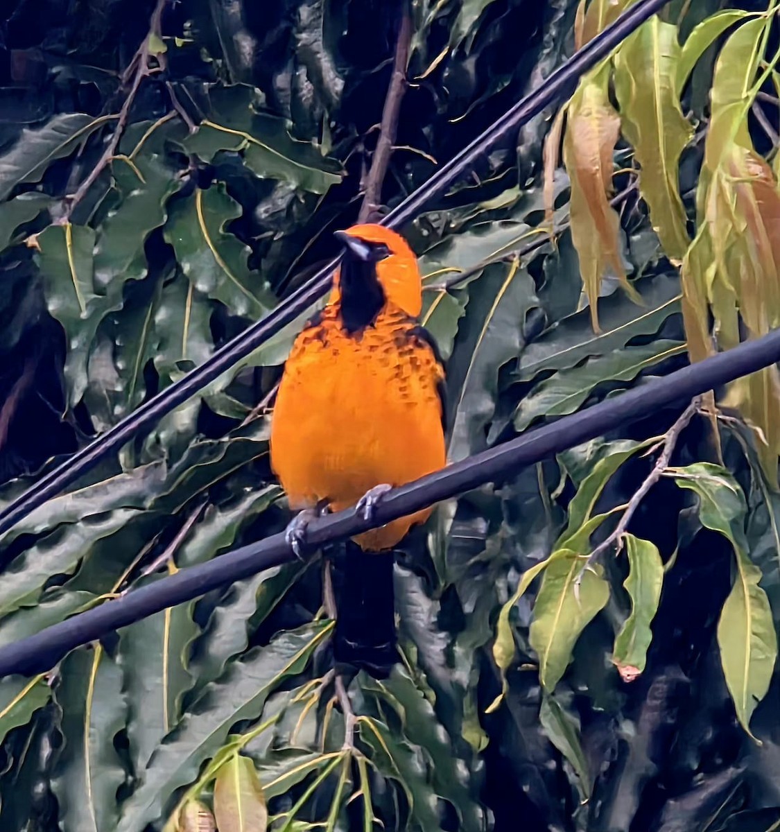 Spot-breasted Oriole - ML645644523