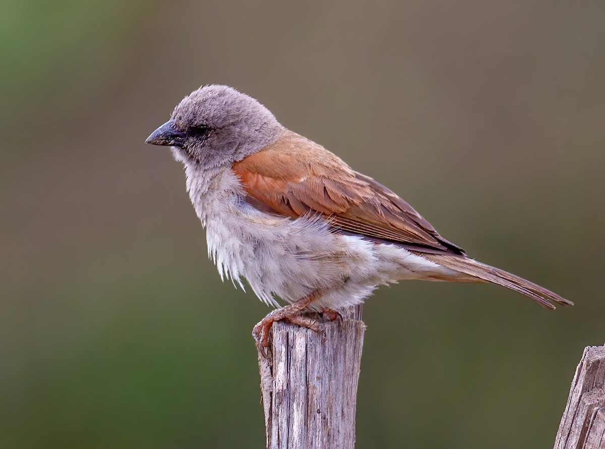 Northern Gray-headed Sparrow - ML645644524