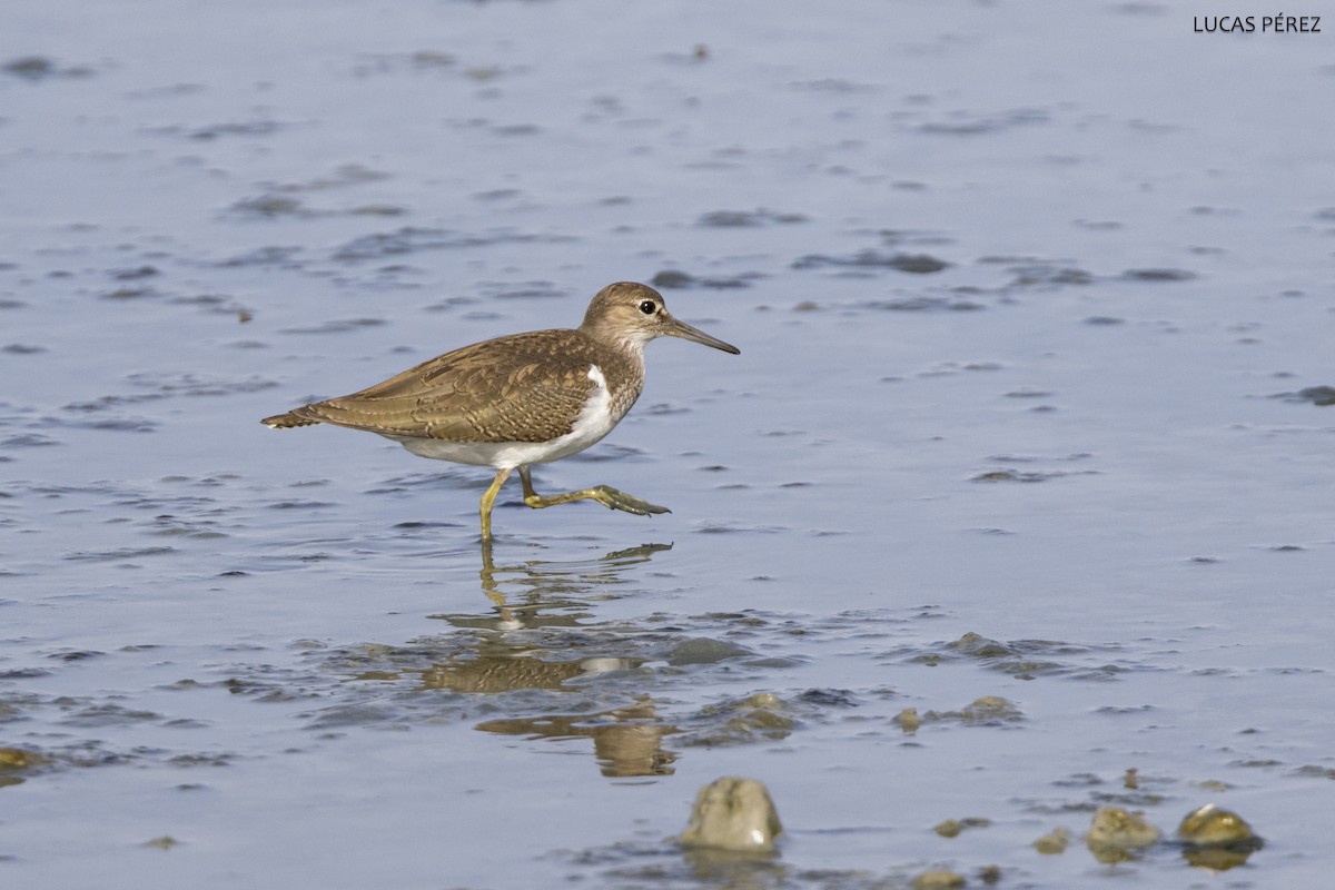 Common Sandpiper - ML645644525