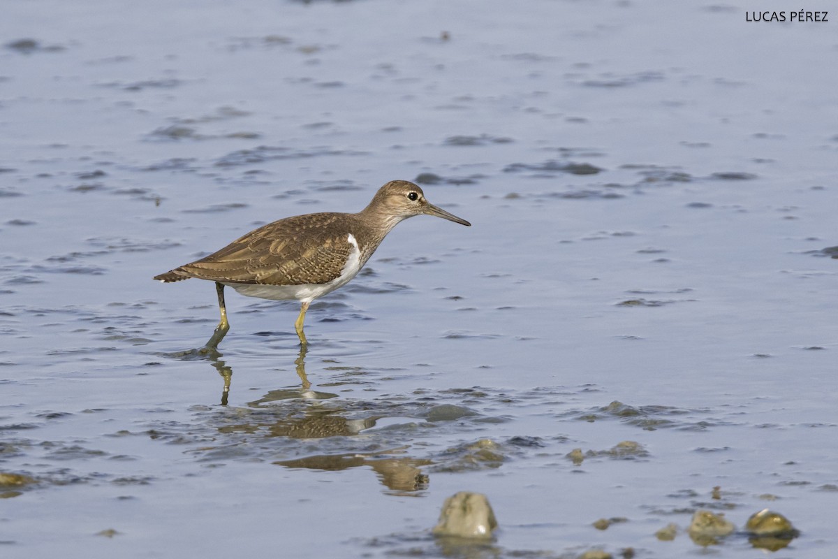 Common Sandpiper - ML645644526