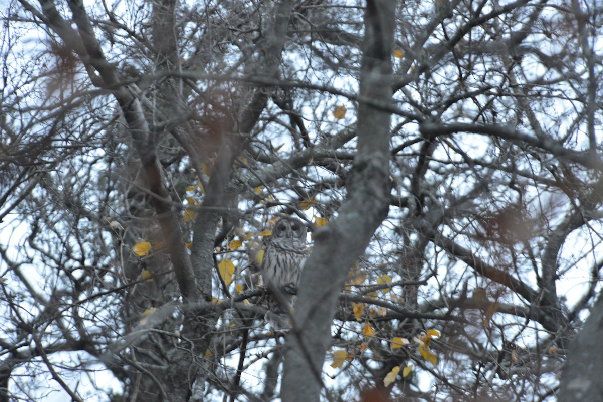 Barred Owl - ML645644527
