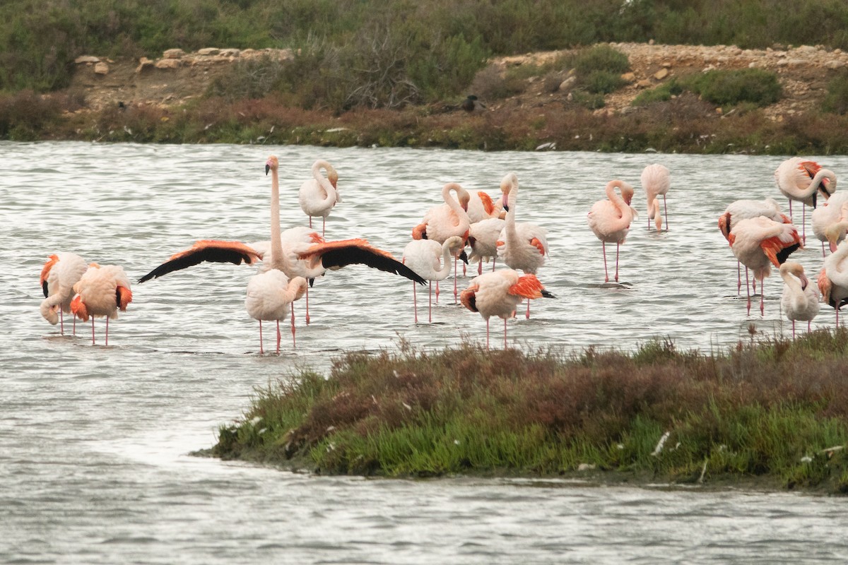 Greater Flamingo - ML645644528