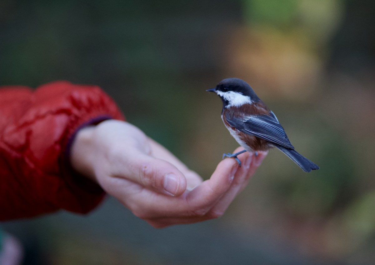 Chestnut-backed Chickadee - ML645644531