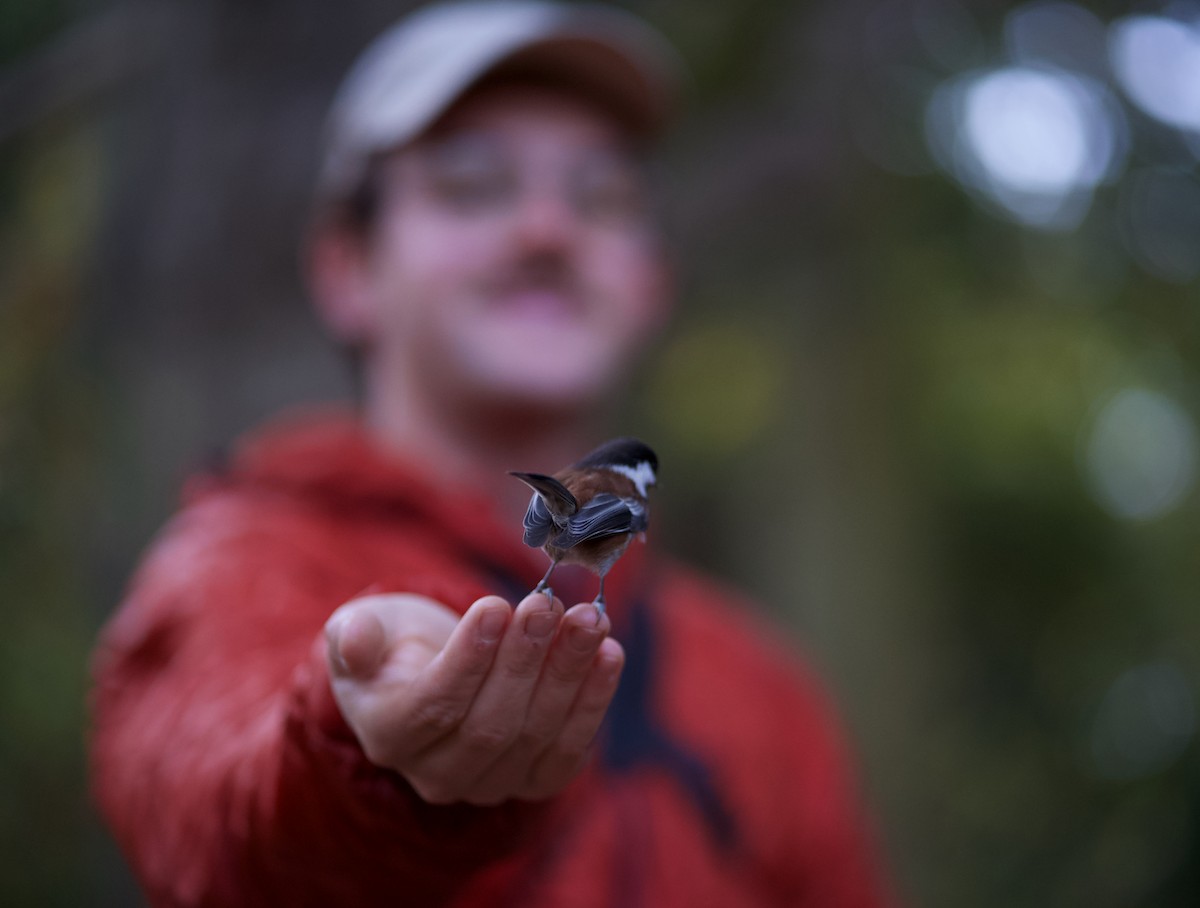 Chestnut-backed Chickadee - ML645644532