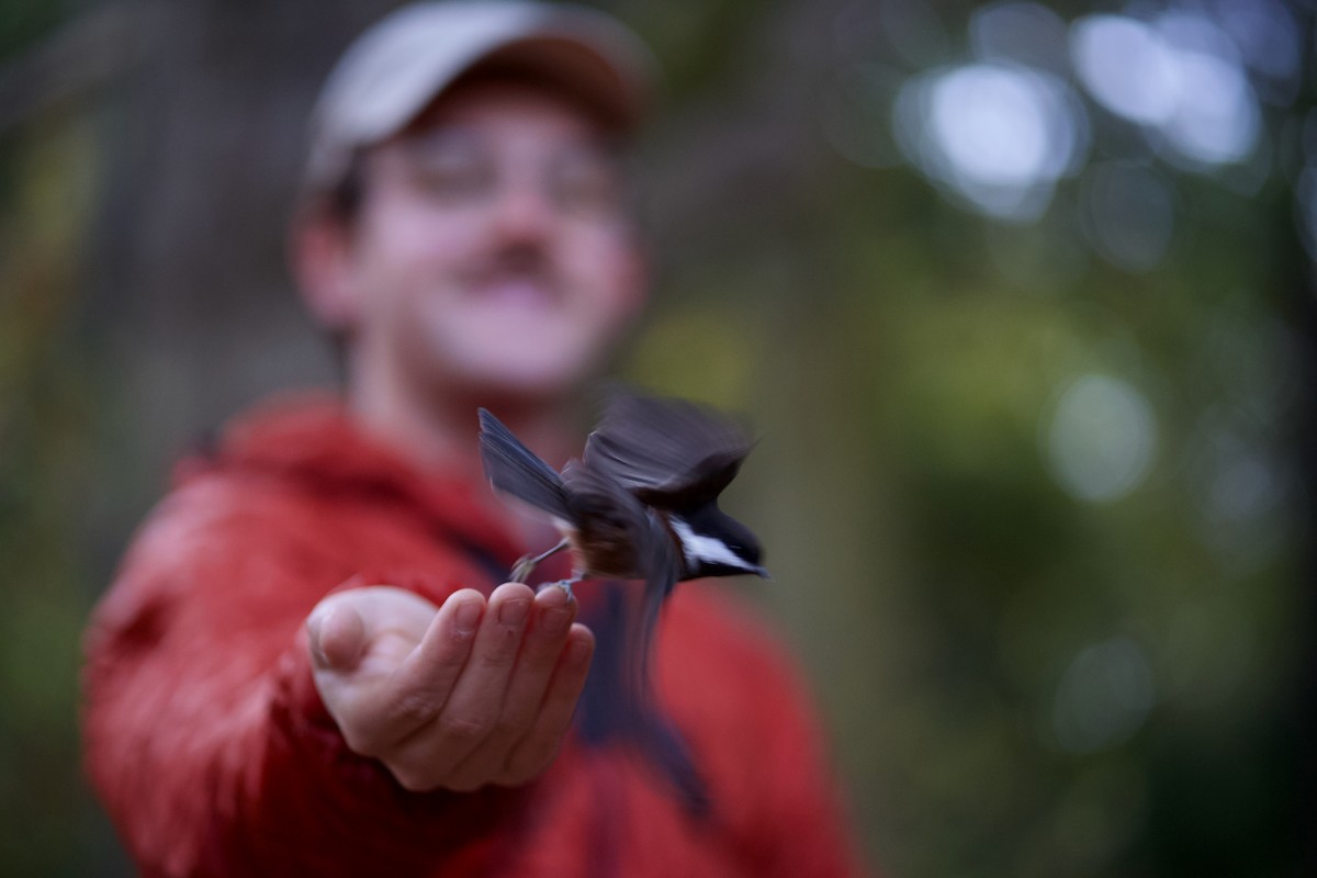 Chestnut-backed Chickadee - ML645644533