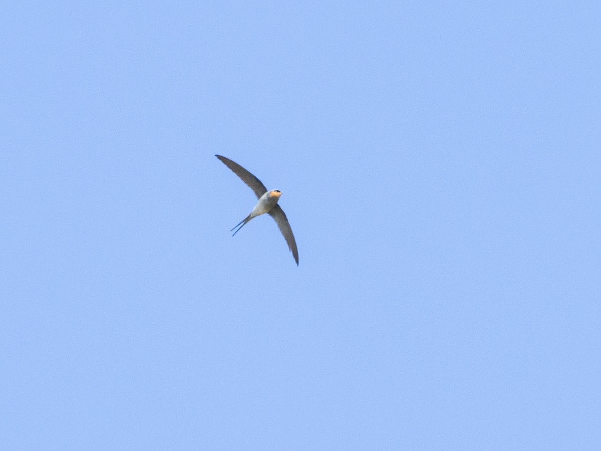 Crested Treeswift - ML645644534