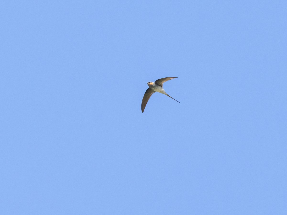 Crested Treeswift - ML645644535