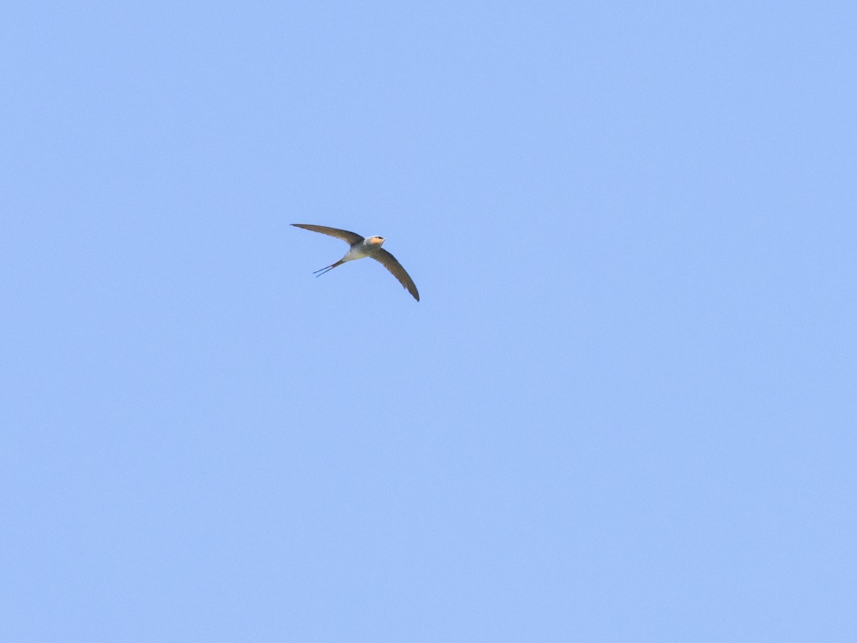 Crested Treeswift - ML645644536