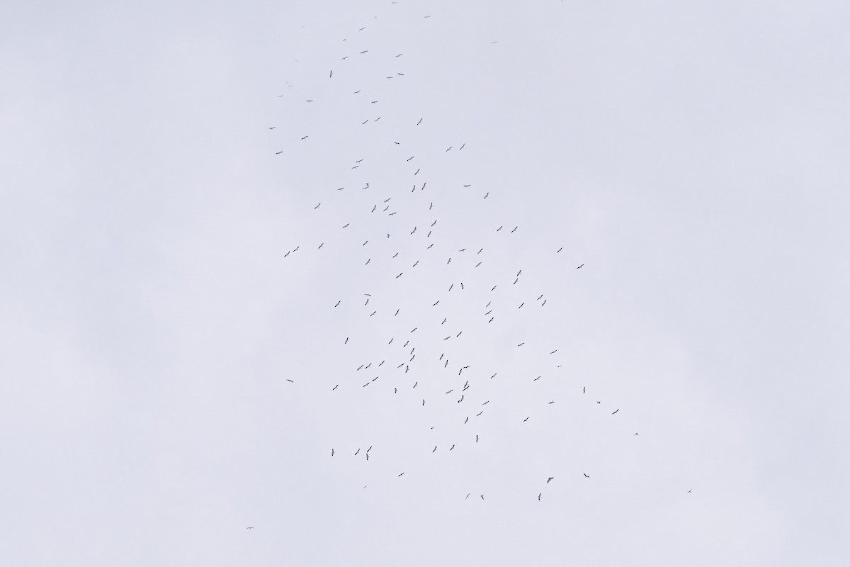 Asian Openbill - ML645644537