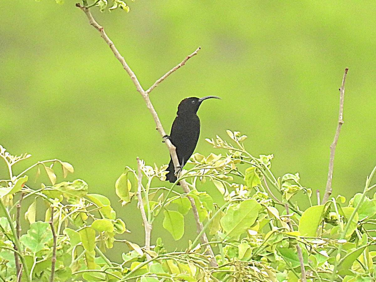 Amethyst Sunbird - ML645644540