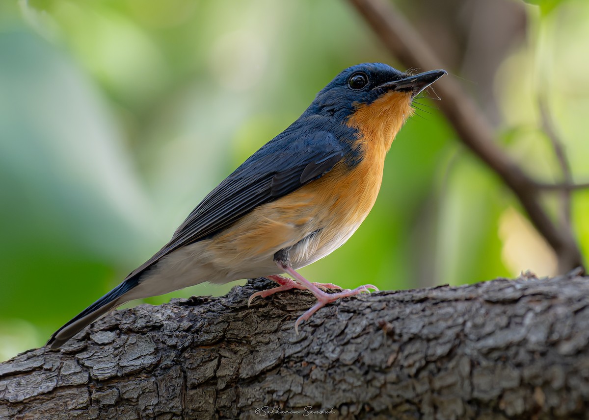 Large Blue Flycatcher - ML645644542