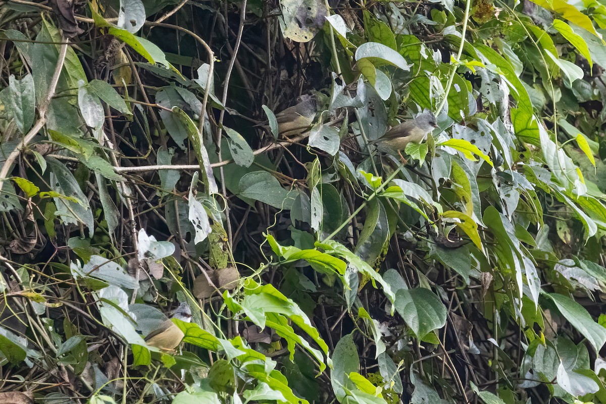 Black-chinned Yuhina - ML645644543