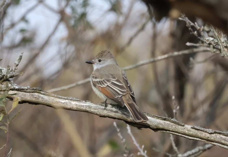 Ash-throated Flycatcher - ML645644545