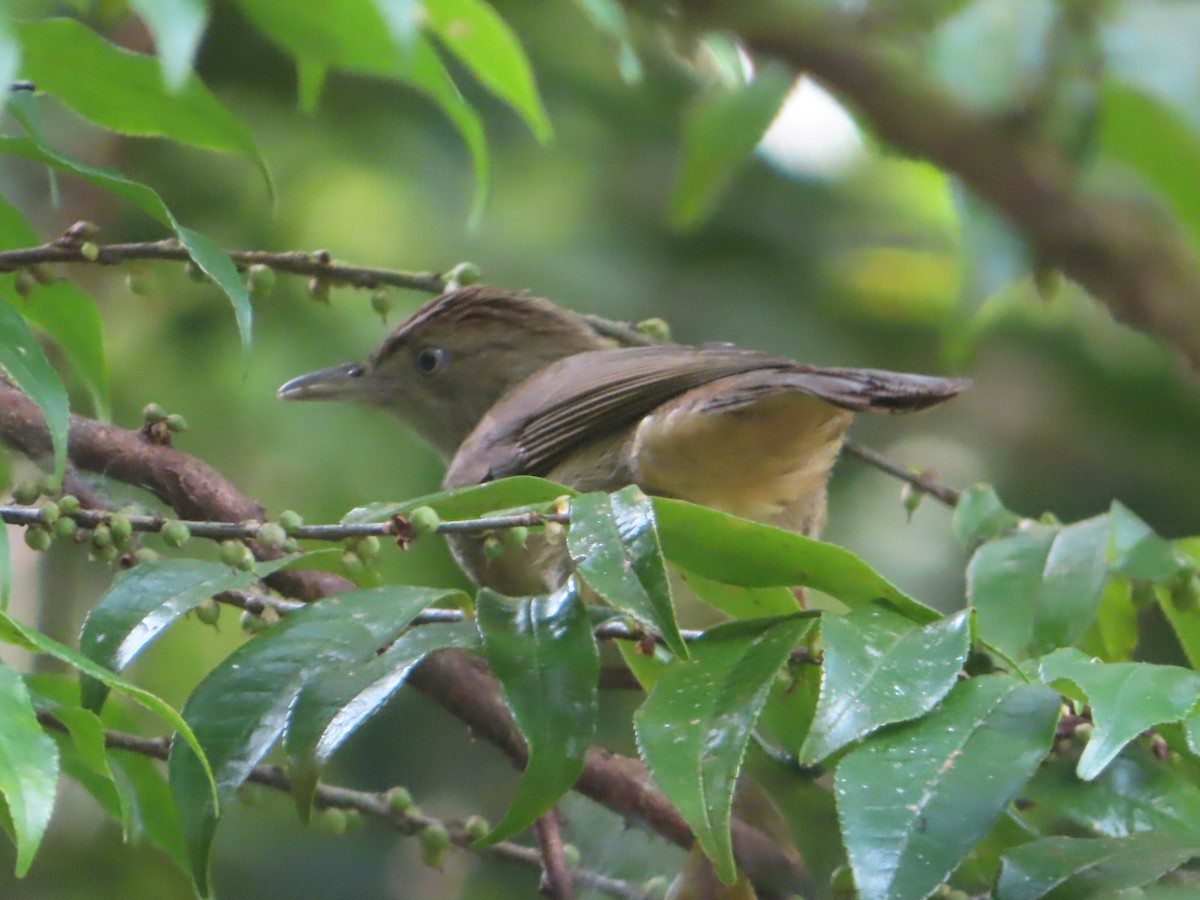 Olive Bulbul - ML645644549