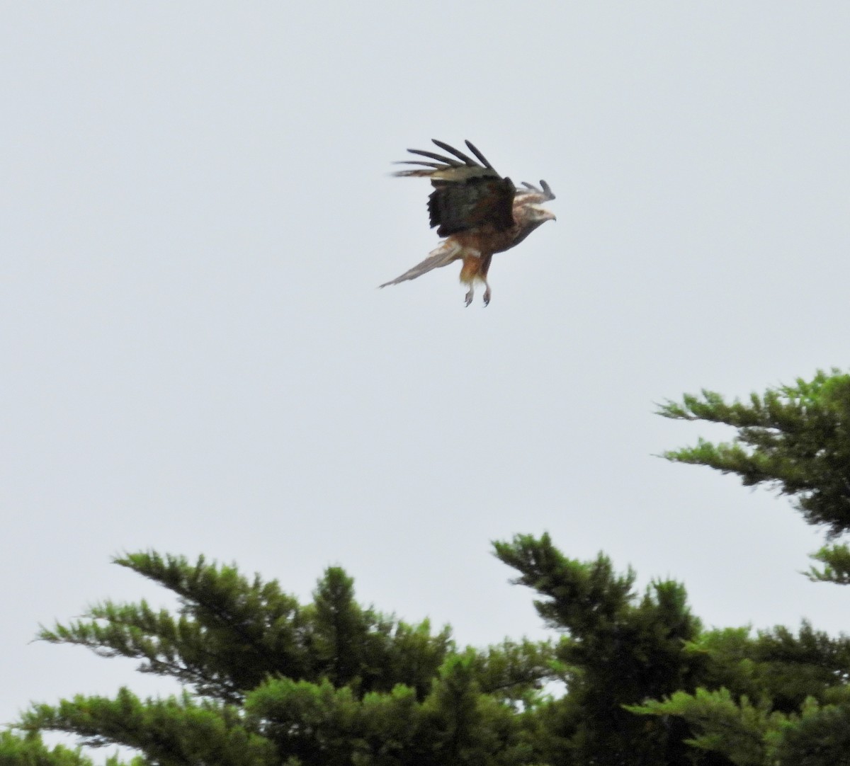 Square-tailed Kite - ML645644555