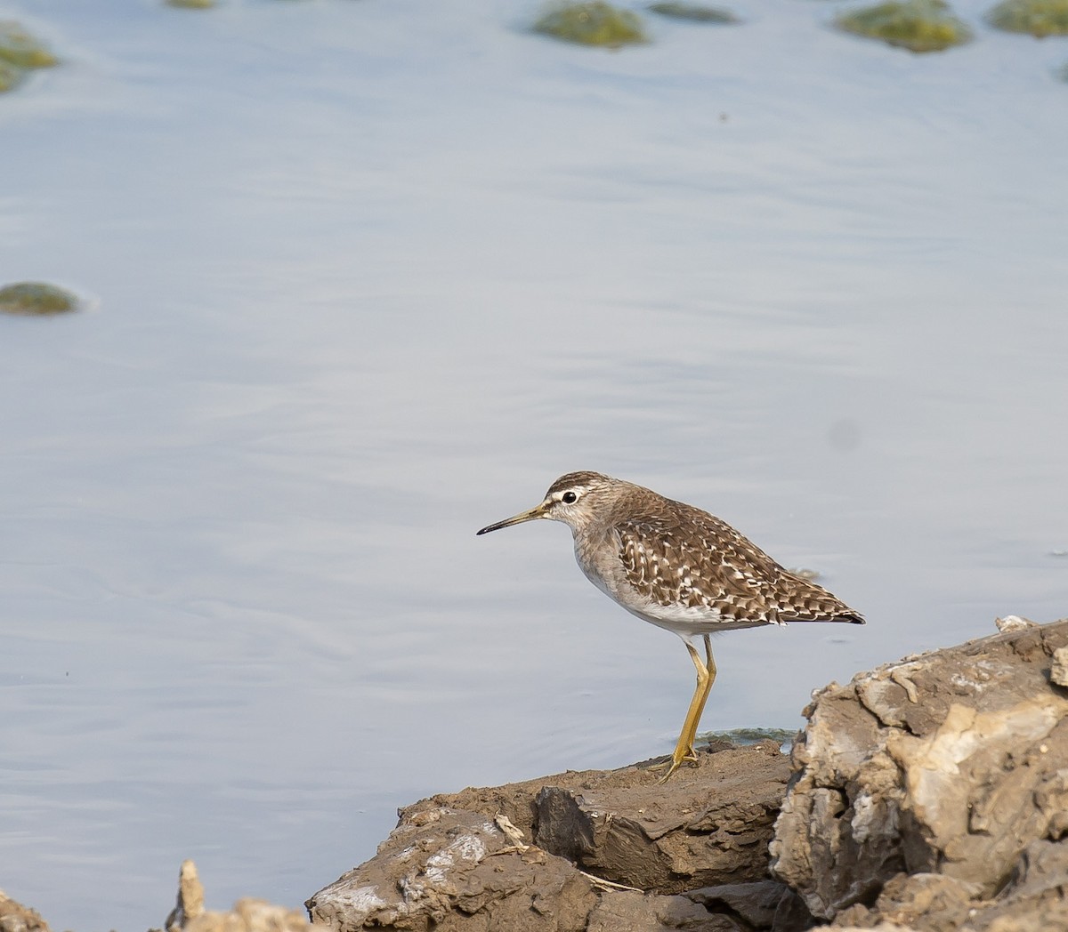 vodouš bahenní - ML645644557