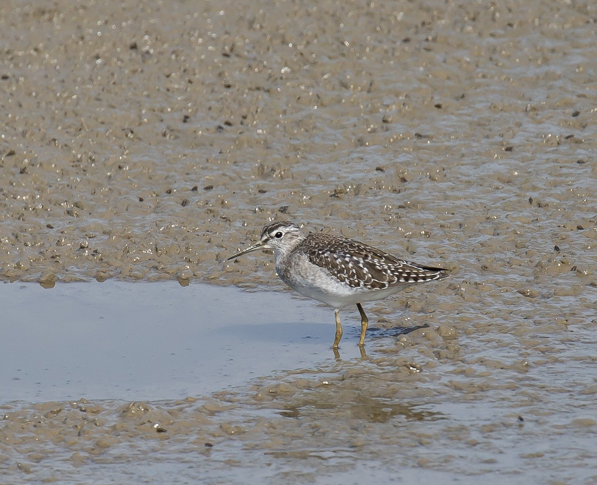 vodouš bahenní - ML645644558