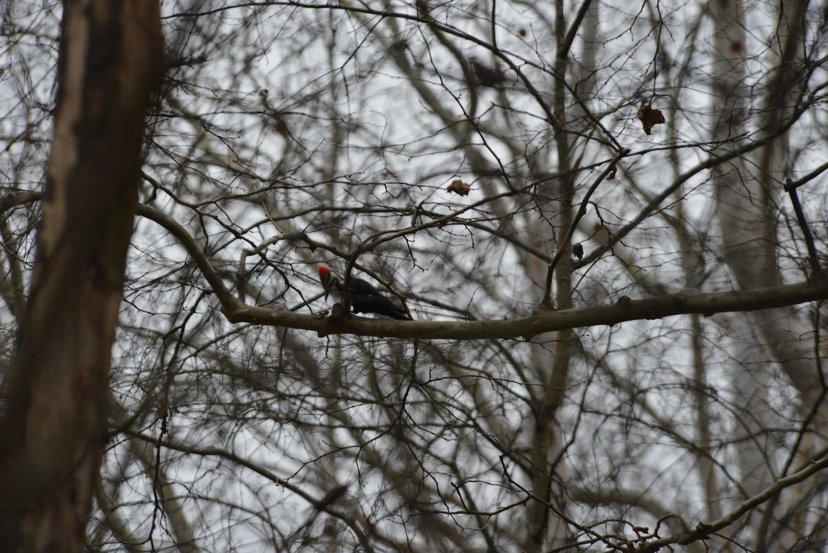 datel chocholatý - ML645644570