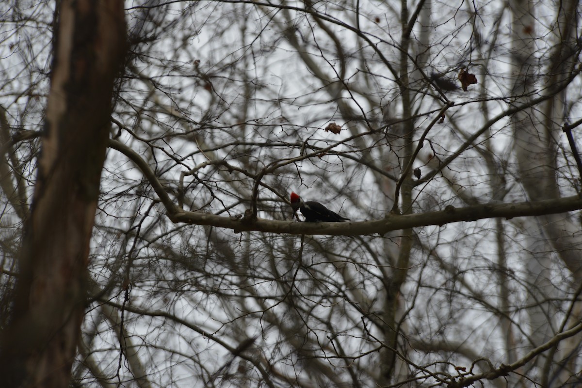 datel chocholatý - ML645644573