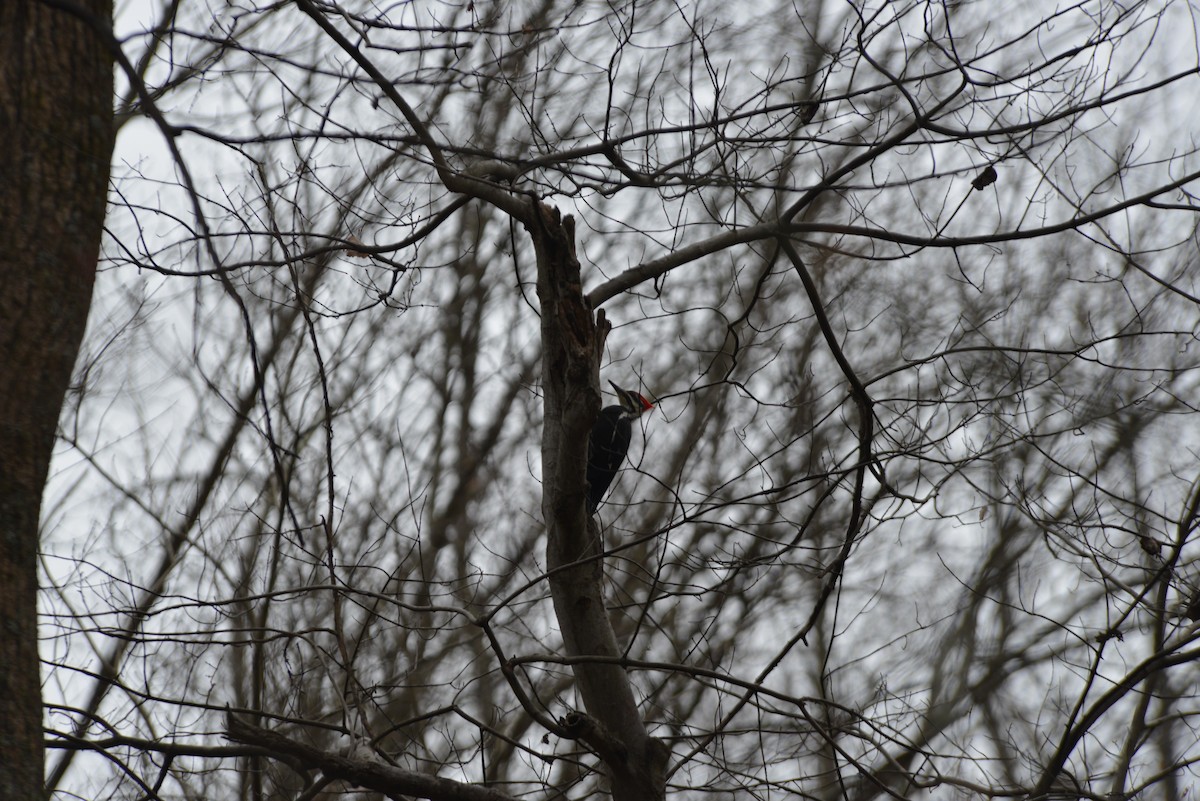 datel chocholatý - ML645644574