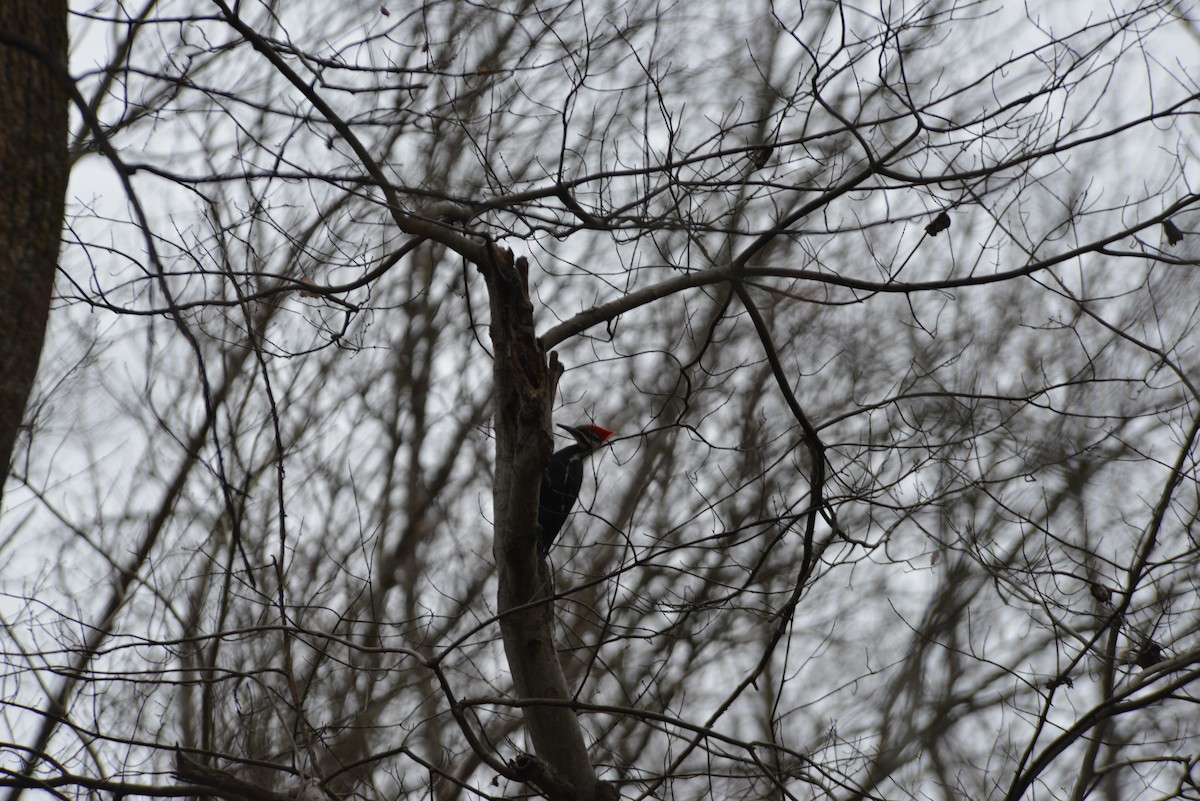 datel chocholatý - ML645644575