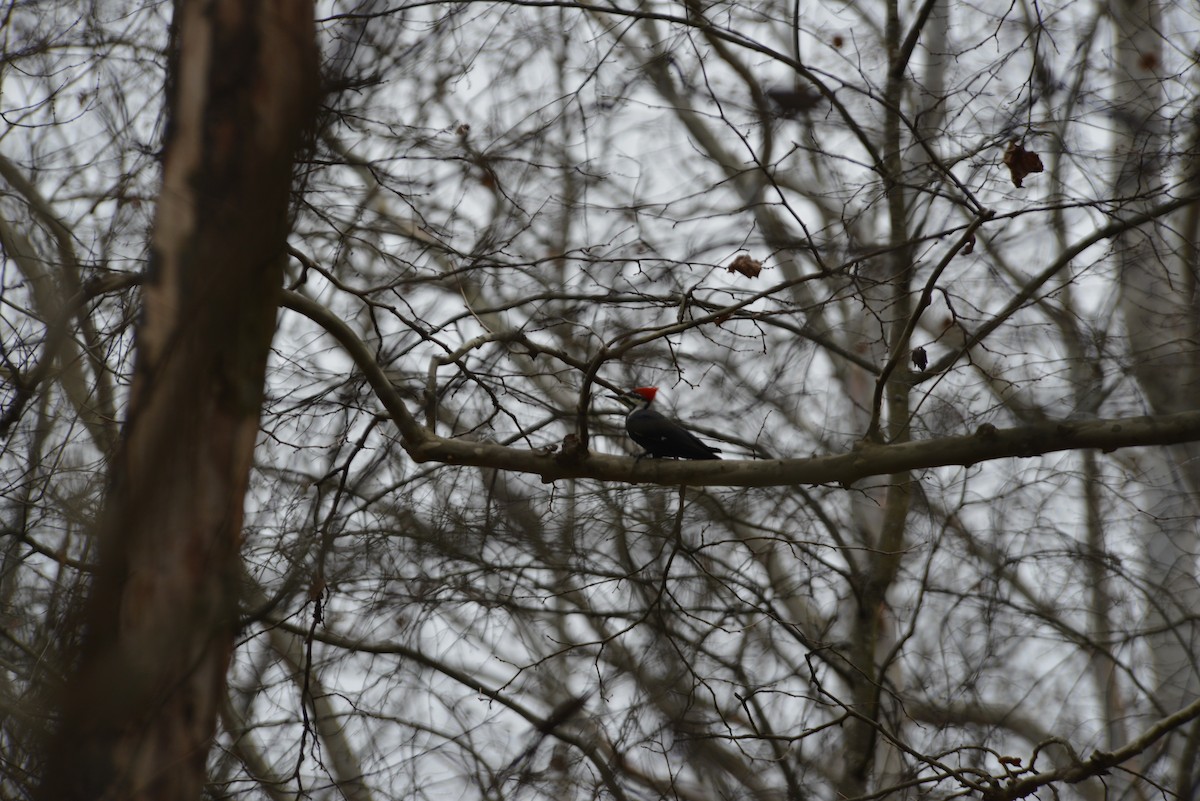 datel chocholatý - ML645644577