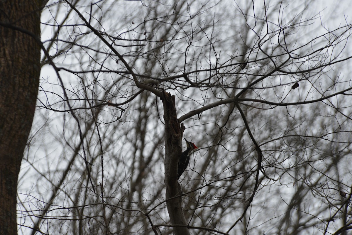 datel chocholatý - ML645644578