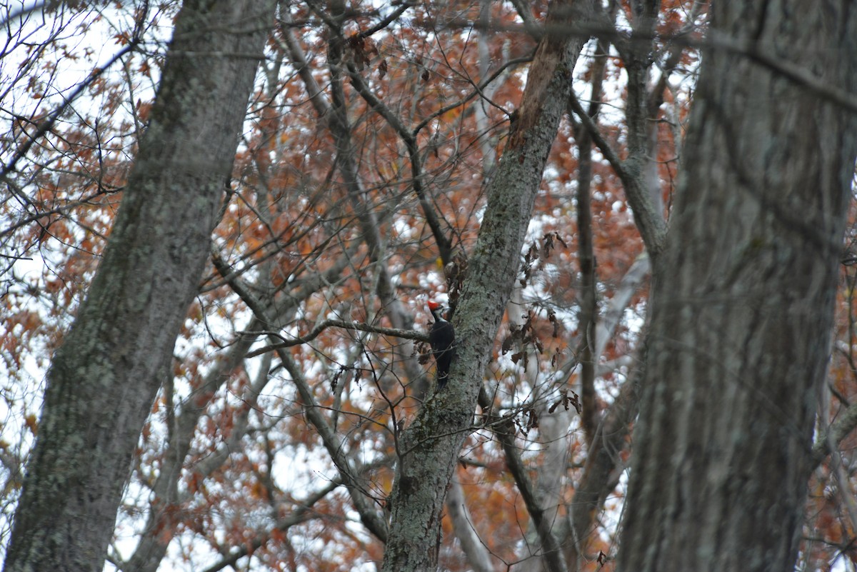 datel chocholatý - ML645644580
