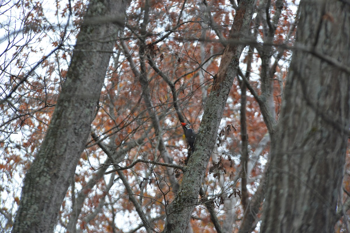 datel chocholatý - ML645644581