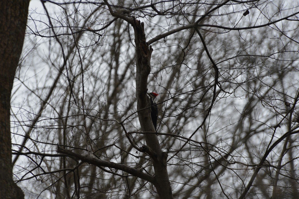 datel chocholatý - ML645644582