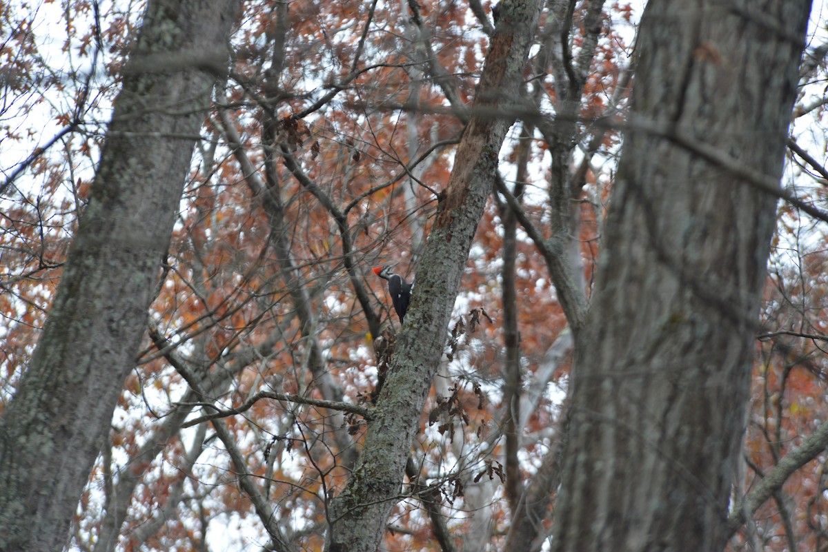 datel chocholatý - ML645644583