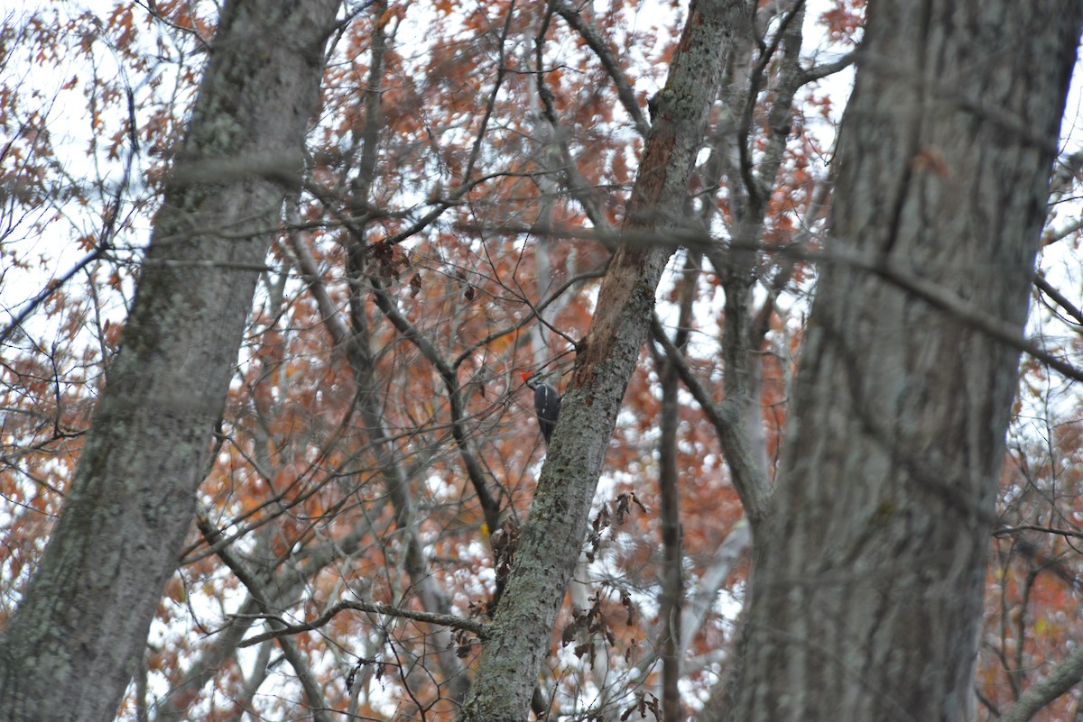 datel chocholatý - ML645644584