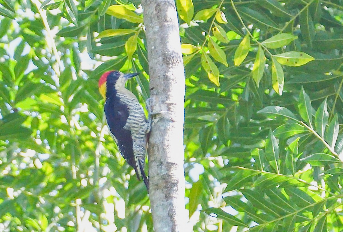Beautiful Woodpecker - ML645644587