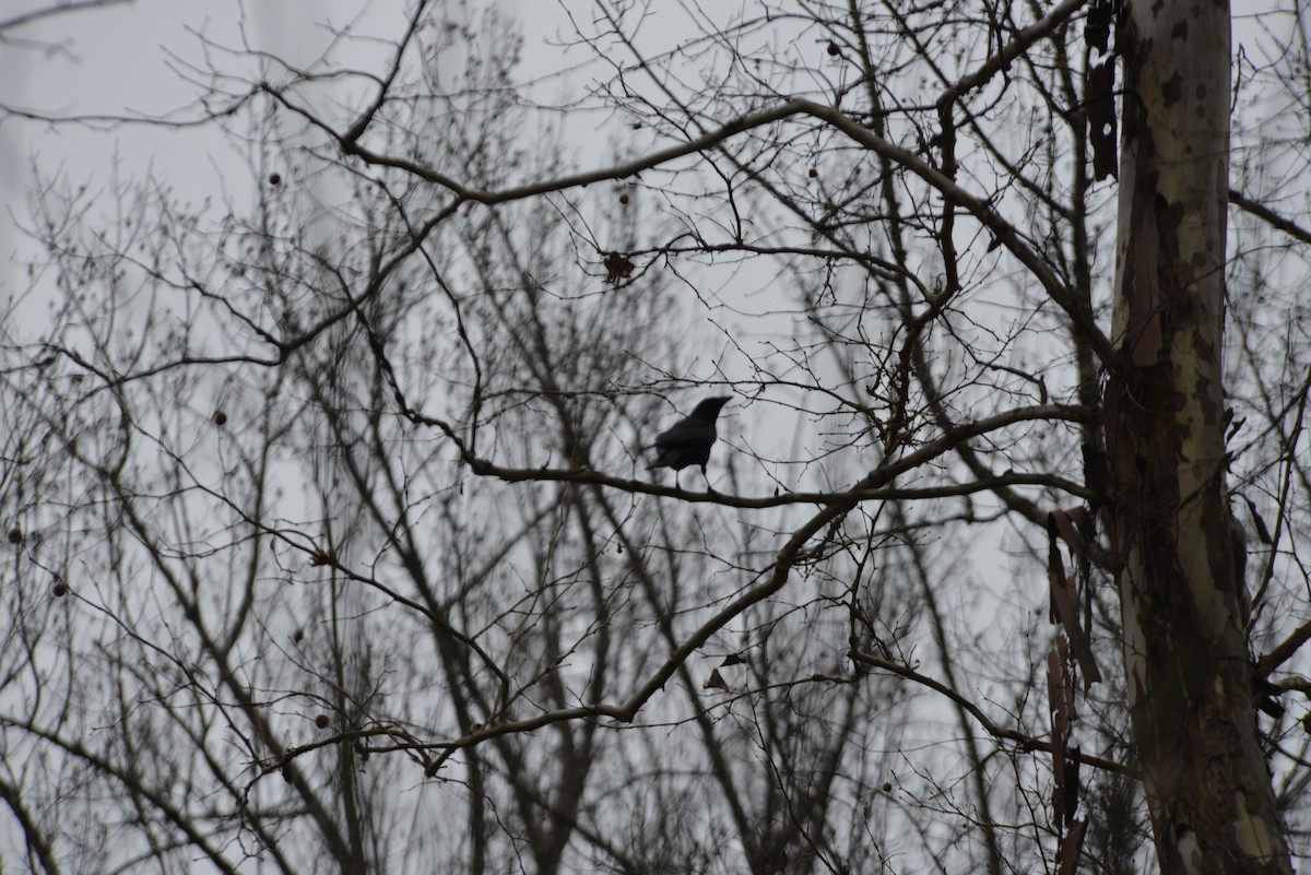 American Crow - ML645644588