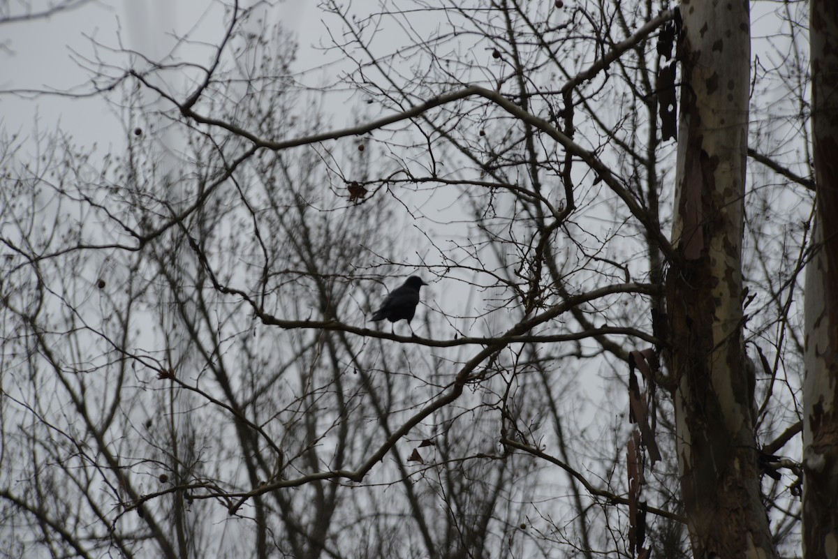 American Crow - ML645644589