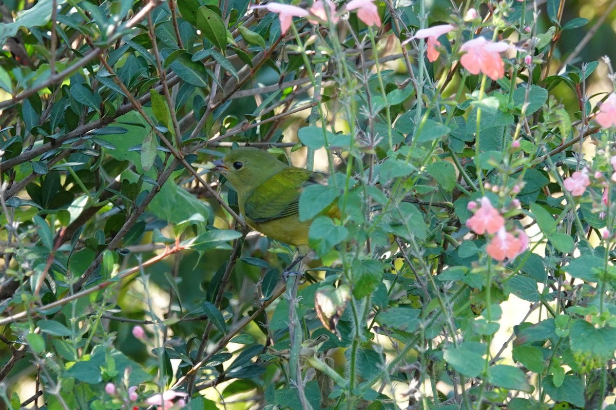 Painted Bunting - ML645644592