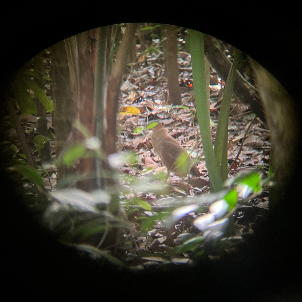 黑冠麻鷺 - ML645644639