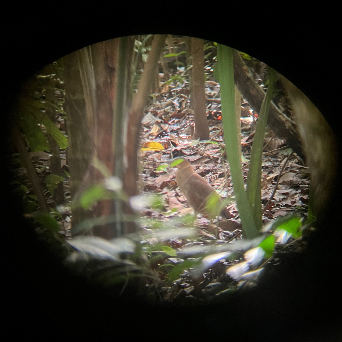 黑冠麻鷺 - ML645644640