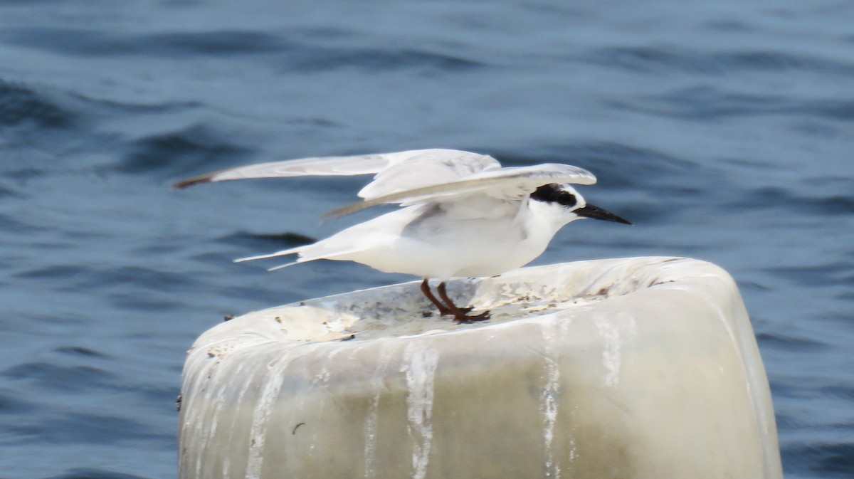 rybák obecný - ML645644650