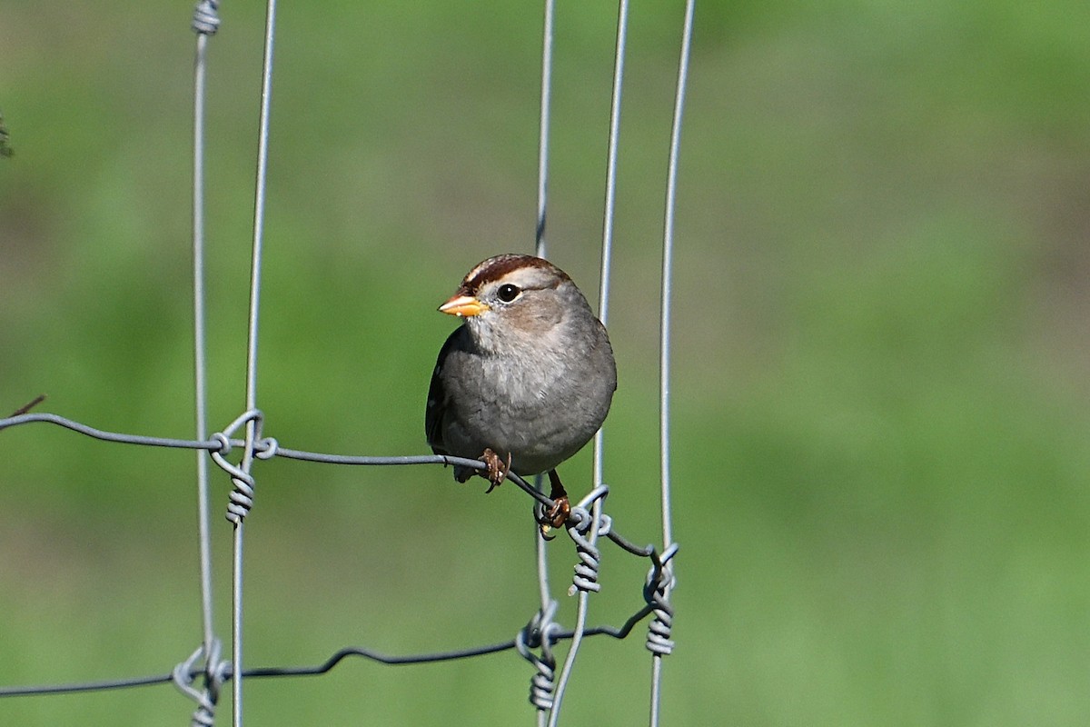 White-crowned Sparrow - ML645644653