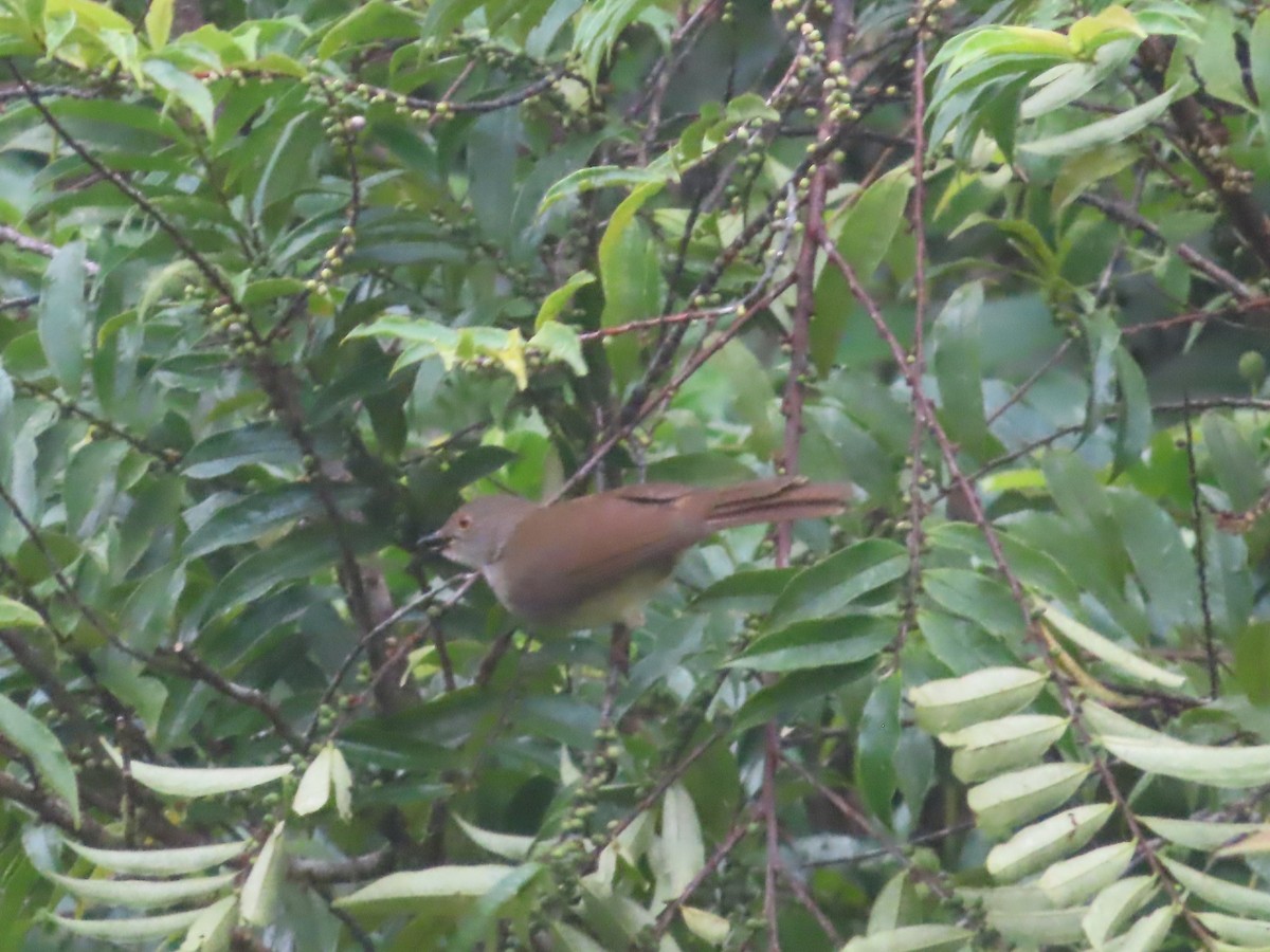 bulbul brýlatý - ML645644654