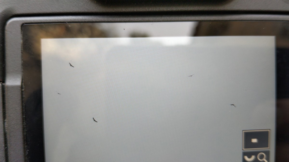 Eurasian Griffon - ML645644697