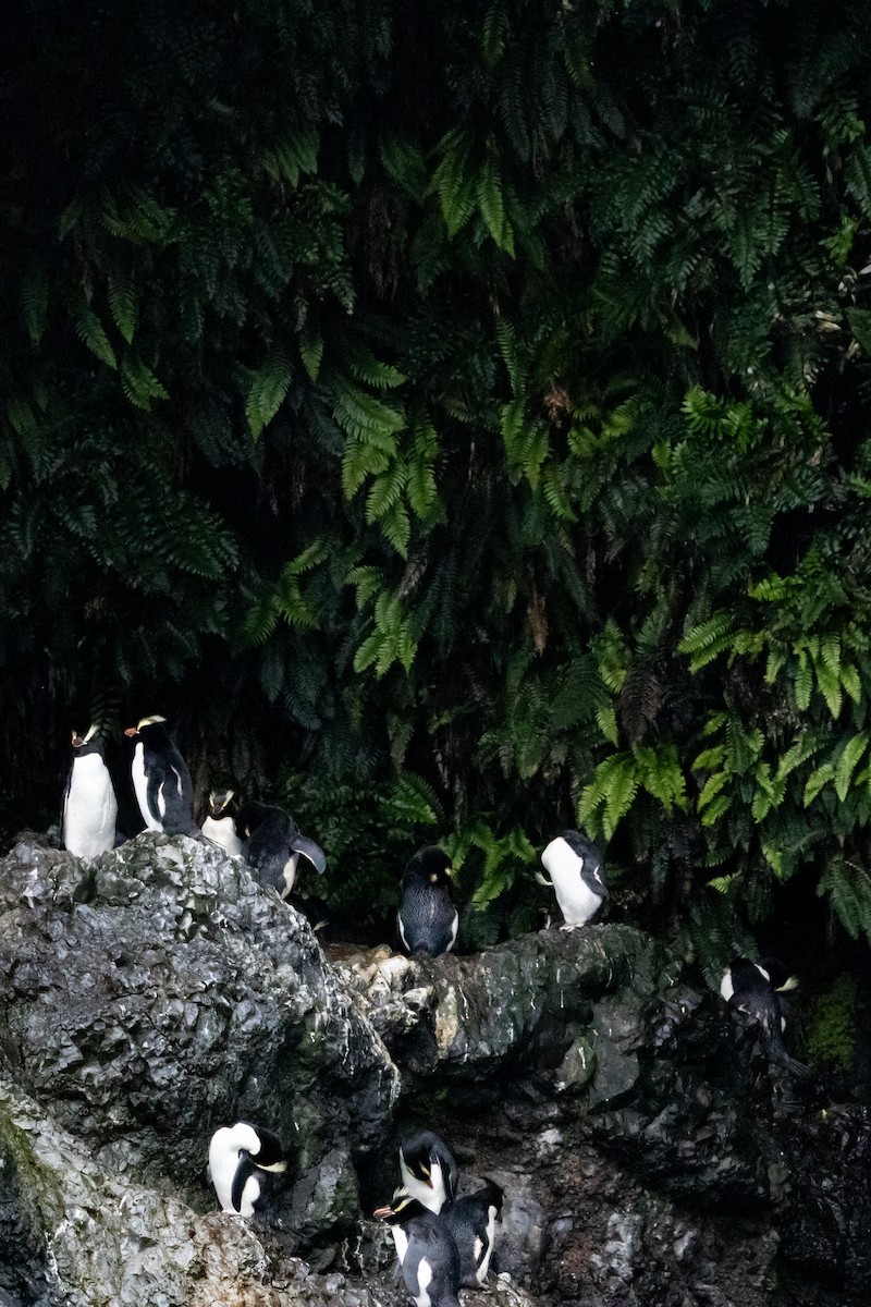 Erect-crested Penguin - ML645644705