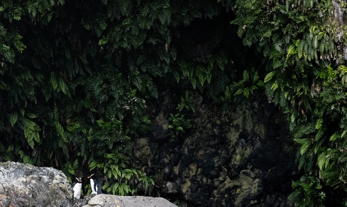 Erect-crested Penguin - ML645644706